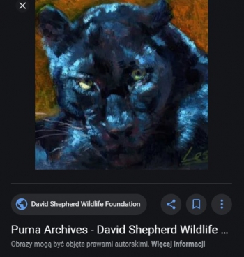 Puma wildlife 2020